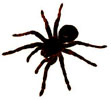 spider