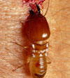 termite