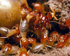 termites